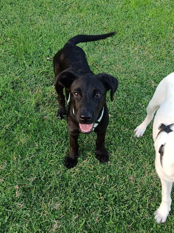 🐾 Roxy – Cucciola Dolcissima In Cerca Di Casa 🐾